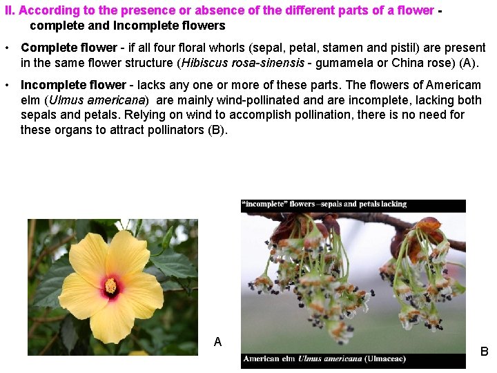 II. According to the presence or absence of the different parts of a flower