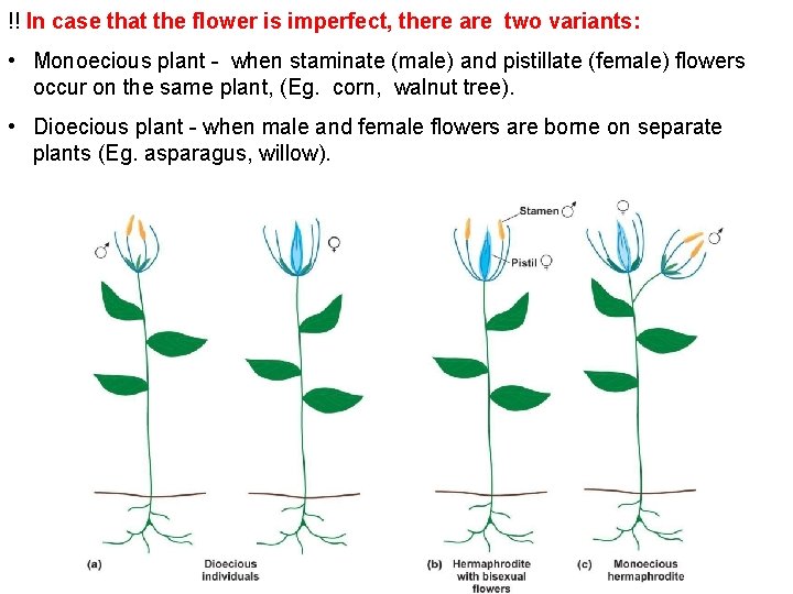 !! In case that the flower is imperfect, there are two variants: • Monoecious