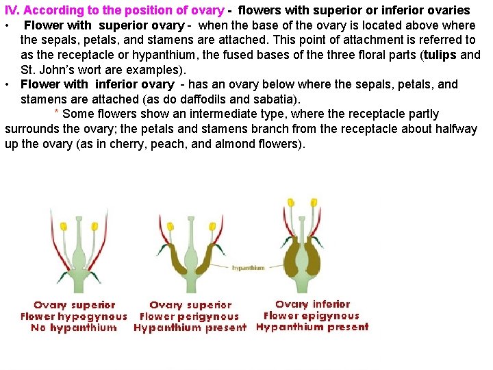 IV. According to the position of ovary - flowers with superior or inferior ovaries