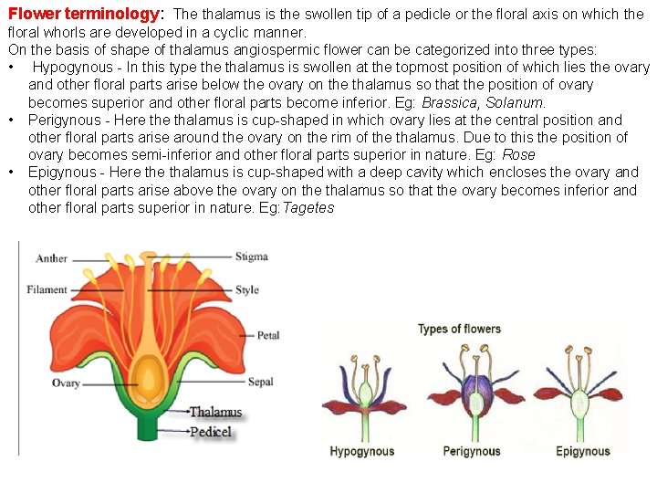 Flower terminology: The thalamus is the swollen tip of a pedicle or the floral