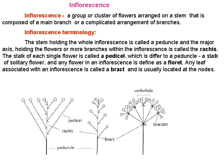 Inflorescence - a group or cluster of flowers arranged on a stem that is