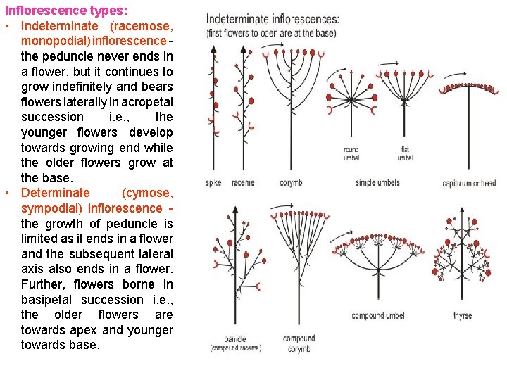 Inflorescence types: • Indeterminate (racemose, monopodial) inflorescence - the peduncle never ends in a