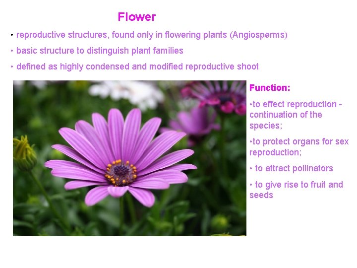 Flower • reproductive structures, found only in flowering plants (Angiosperms) • basic structure to