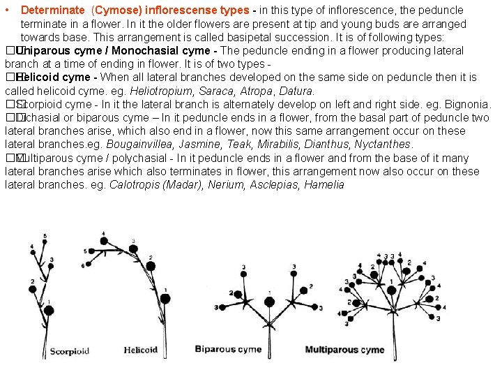  • Determinate (Cymose) inflorescense types - in this type of inflorescence, the peduncle