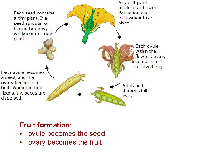 Fruit formation: • ovule becomes the seed • ovary becomes the fruit 