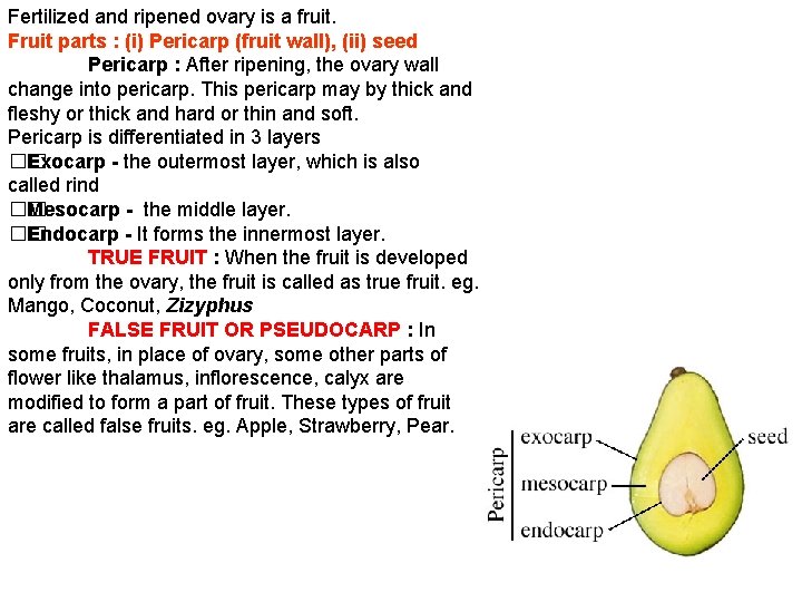 Fertilized and ripened ovary is a fruit. Fruit parts : (i) Pericarp (fruit wall),