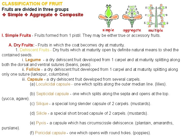 CLASSIFICATION OF FRUIT Fruits are divided in three groups ✧ Simple ✧ Aggregate ✧