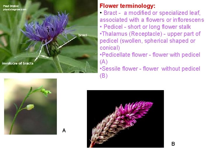 Flower terminology: • Bract - a modified or specialized leaf, associated with a flowers