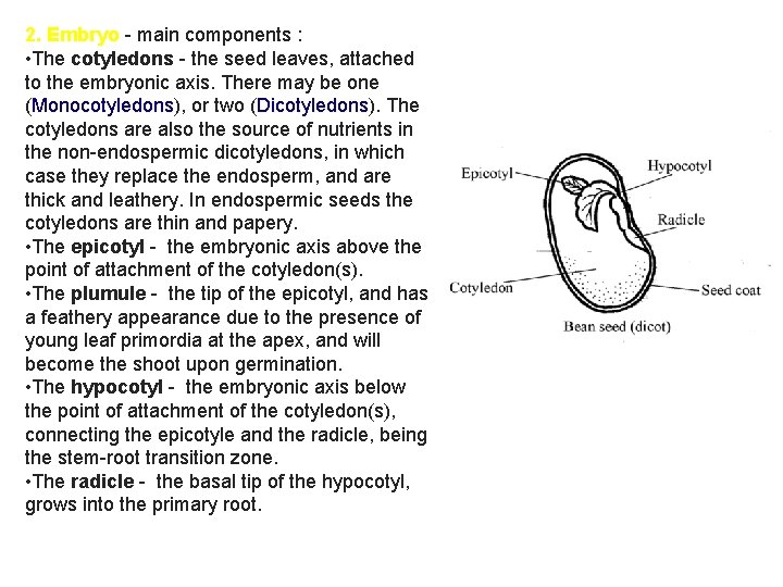  2. Embryo - main components : • The cotyledons - the seed leaves,