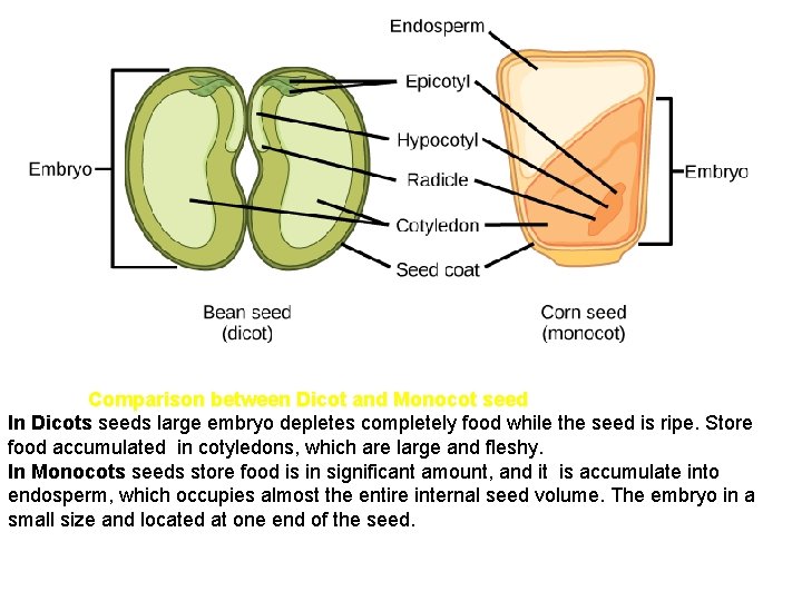 Comparison between Dicot and Monocot seed In Dicots seeds large embryo depletes completely food