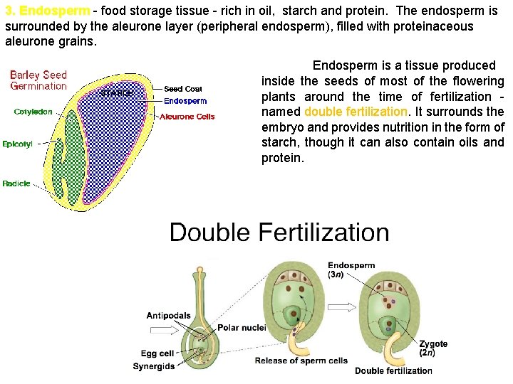 3. Endosperm - food storage tissue - rich in oil, starch and protein. The
