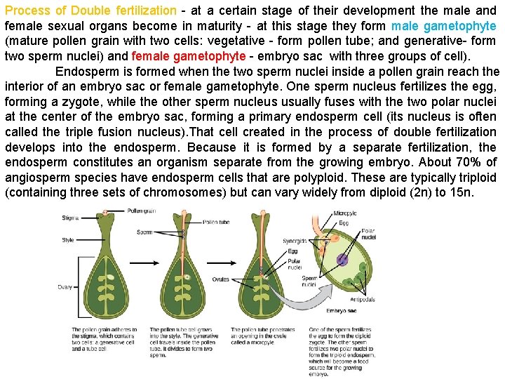 Process of Double fertilization - at a certain stage of their development the male