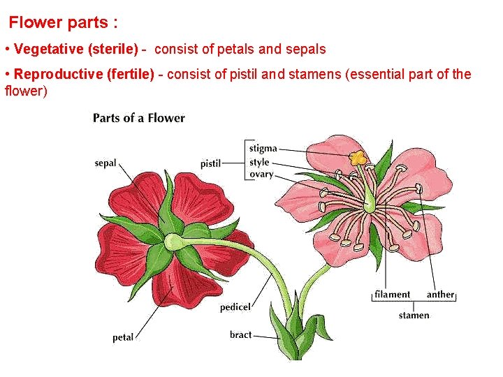  Flower parts : • Vegetative (sterile) - consist of petals and sepals •