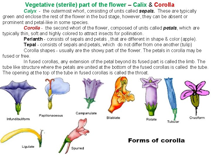  Vegetative (sterile) part of the flower – Calix & Corolla Calyx - the
