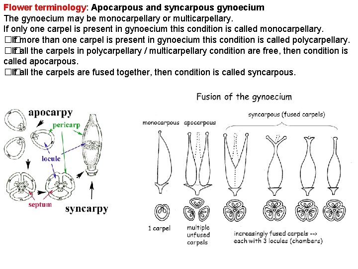 Flower terminology: Apocarpous and syncarpous gynoecium Flower terminology The gynoecium may be monocarpellary or