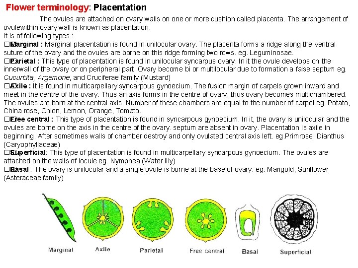  Flower terminology: Placentation Flower terminology The ovules are attached on ovary walls on
