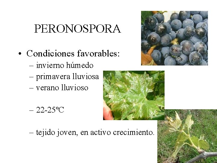PERONOSPORA • Condiciones favorables: – invierno húmedo – primavera lluviosa – verano lluvioso –