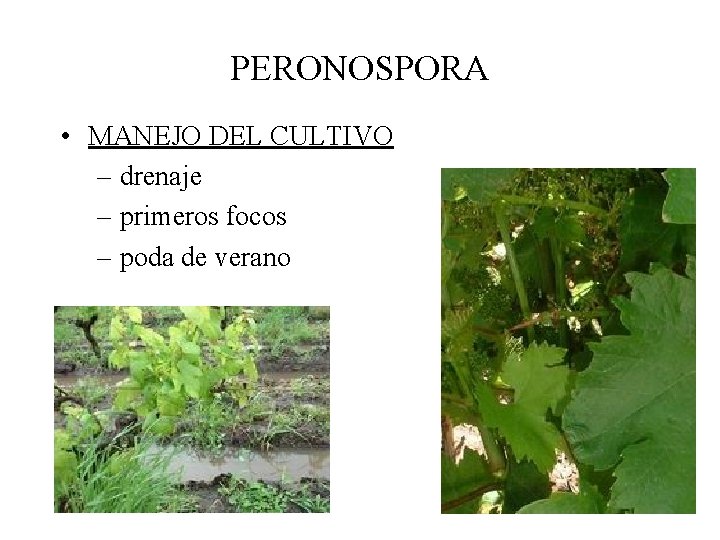 PERONOSPORA • MANEJO DEL CULTIVO – drenaje – primeros focos – poda de verano