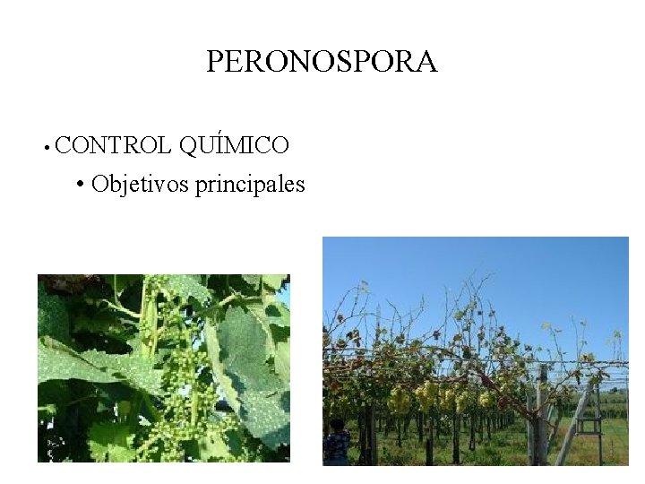 PERONOSPORA • CONTROL QUÍMICO • Objetivos principales 