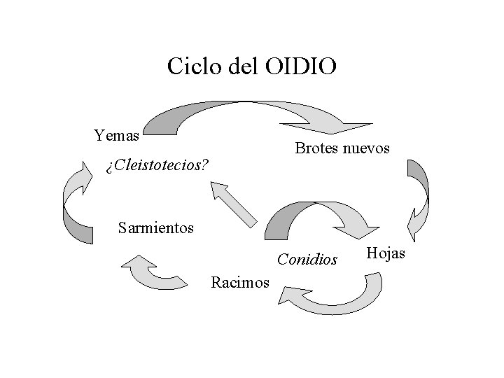 Ciclo del OIDIO Yemas Brotes nuevos ¿Cleistotecios? Sarmientos Conidios Racimos Hojas 