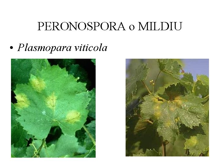 PERONOSPORA o MILDIU • Plasmopara viticola 