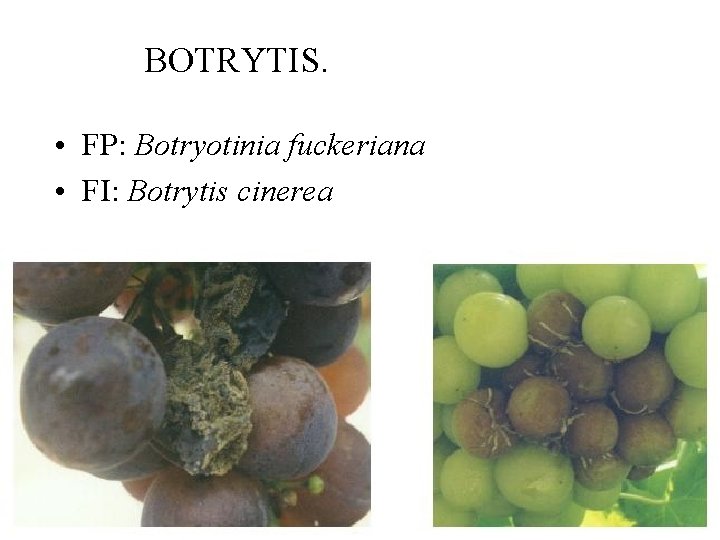 BOTRYTIS. • FP: Botryotinia fuckeriana • FI: Botrytis cinerea 