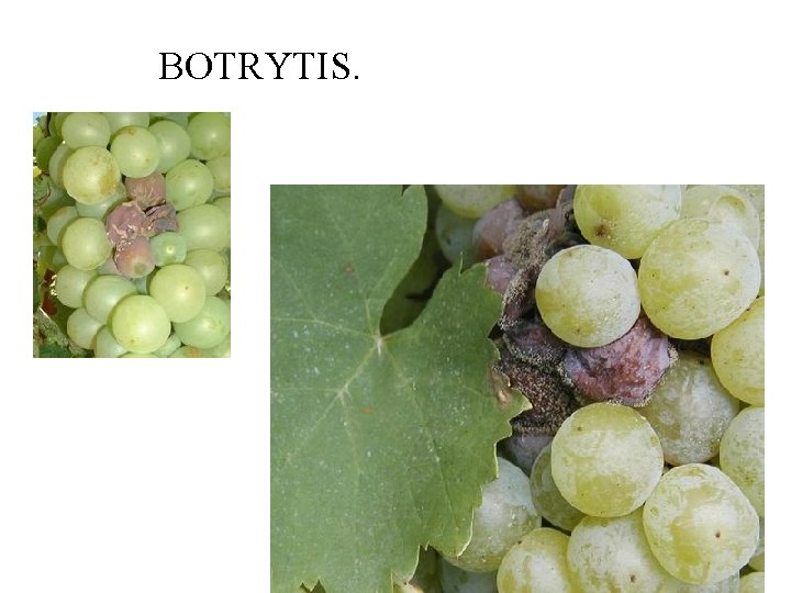 BOTRYTIS. 