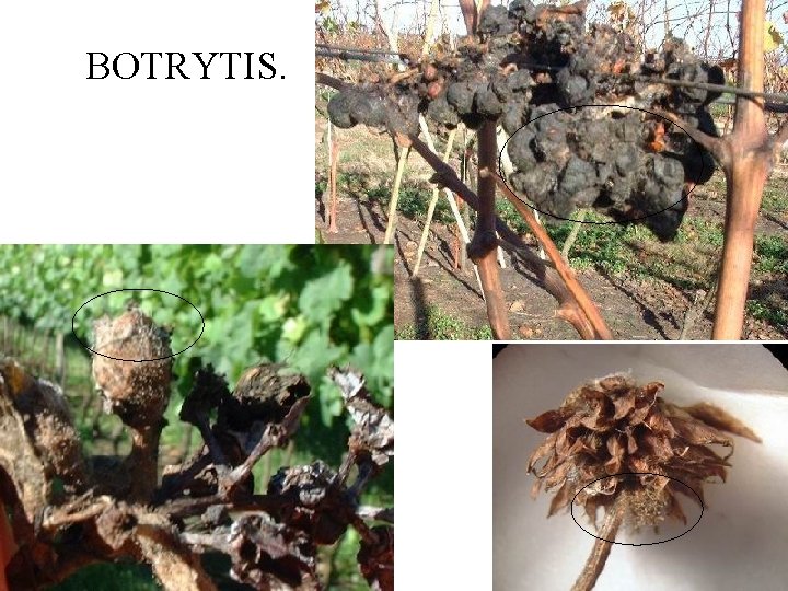 BOTRYTIS. 