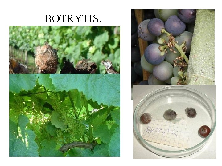 BOTRYTIS. 