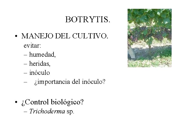 BOTRYTIS. • MANEJO DEL CULTIVO. evitar: – humedad, – heridas, – inóculo – ¿importancia