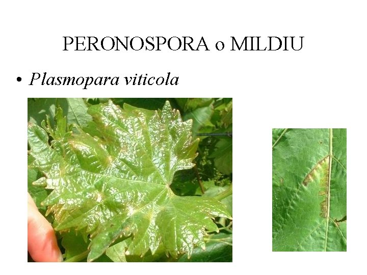 PERONOSPORA o MILDIU • Plasmopara viticola 