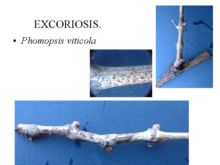 EXCORIOSIS. • Phomopsis viticola 