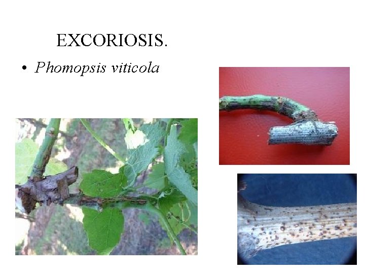 EXCORIOSIS. • Phomopsis viticola 