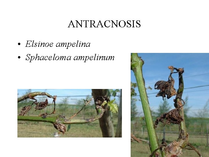 ANTRACNOSIS • Elsinoe ampelina • Sphaceloma ampelinum 