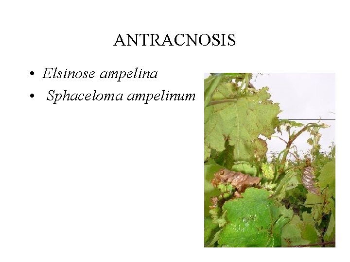 ANTRACNOSIS • Elsinose ampelina • Sphaceloma ampelinum 