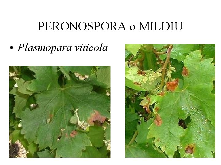 PERONOSPORA o MILDIU • Plasmopara viticola 