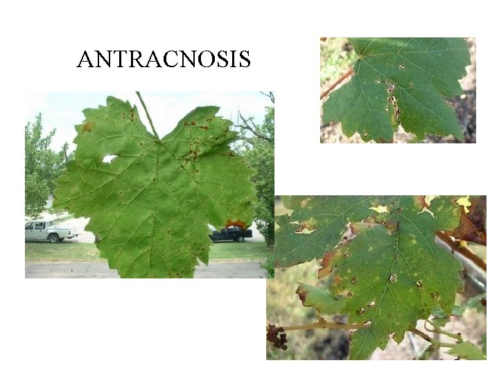 ANTRACNOSIS 