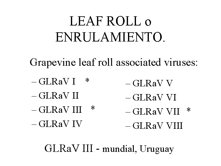 LEAF ROLL o ENRULAMIENTO. Grapevine leaf roll associated viruses: – GLRa. V I *