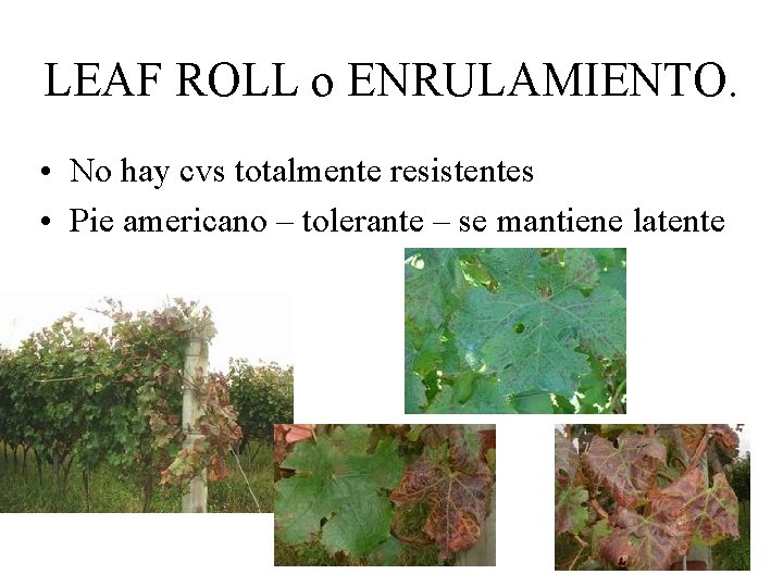 LEAF ROLL o ENRULAMIENTO. • No hay cvs totalmente resistentes • Pie americano –