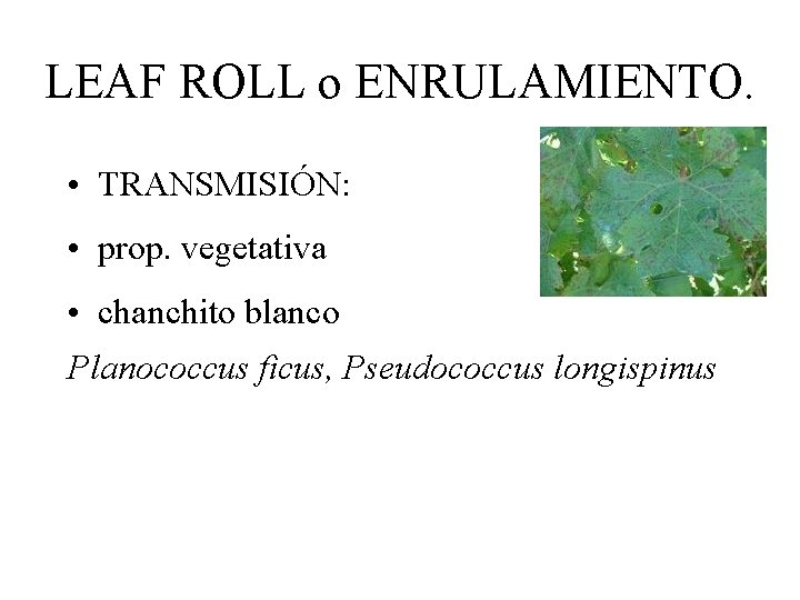 LEAF ROLL o ENRULAMIENTO. • TRANSMISIÓN: • prop. vegetativa • chanchito blanco Planococcus ficus,