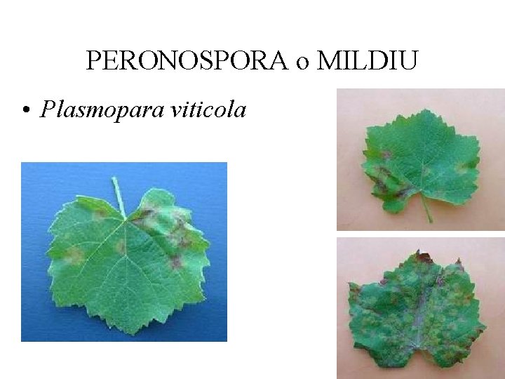 PERONOSPORA o MILDIU • Plasmopara viticola 