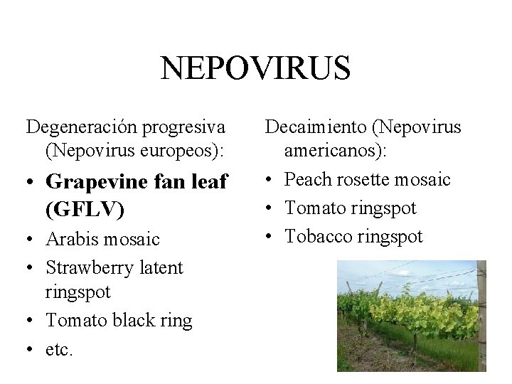 NEPOVIRUS Degeneración progresiva (Nepovirus europeos): • Grapevine fan leaf (GFLV) • Arabis mosaic •