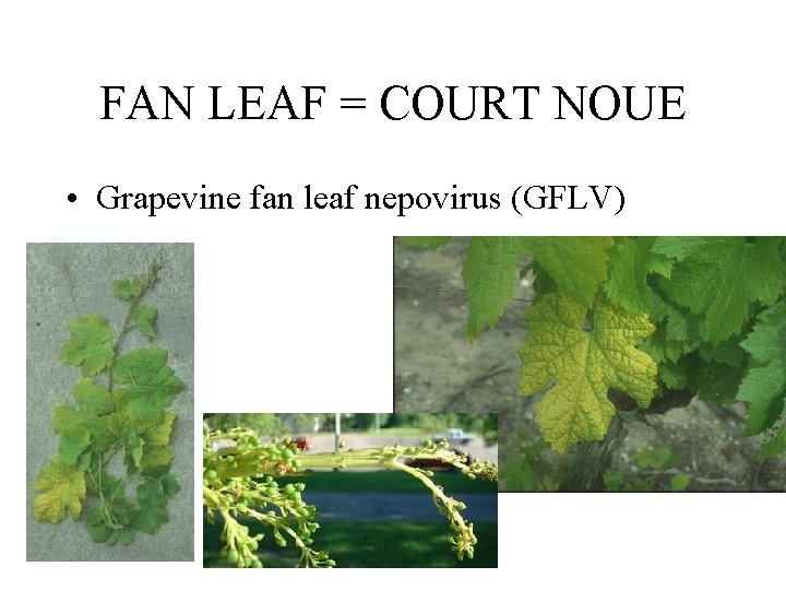 FAN LEAF = COURT NOUE • Grapevine fan leaf nepovirus (GFLV) 