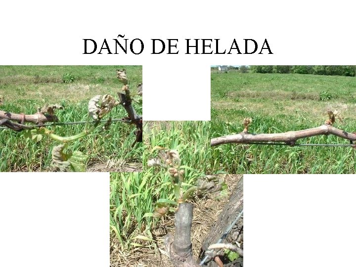 DAÑO DE HELADA 