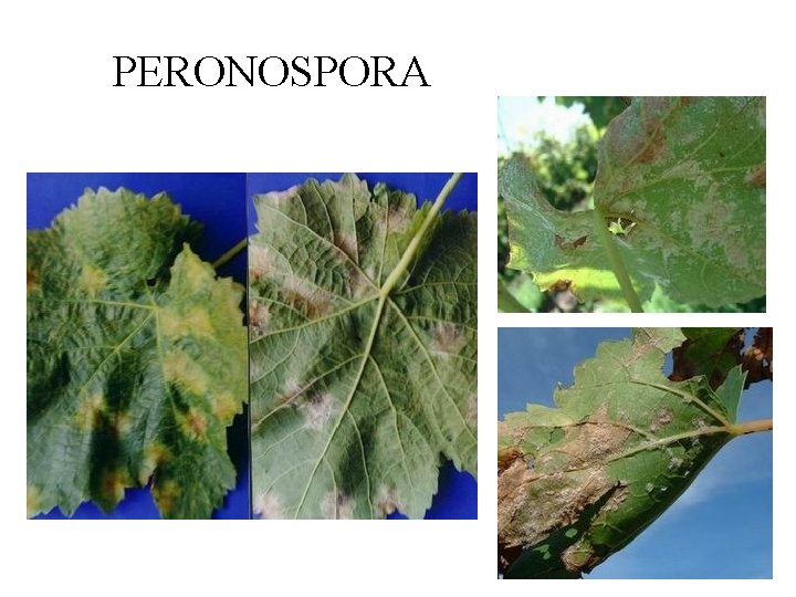 PERONOSPORA 