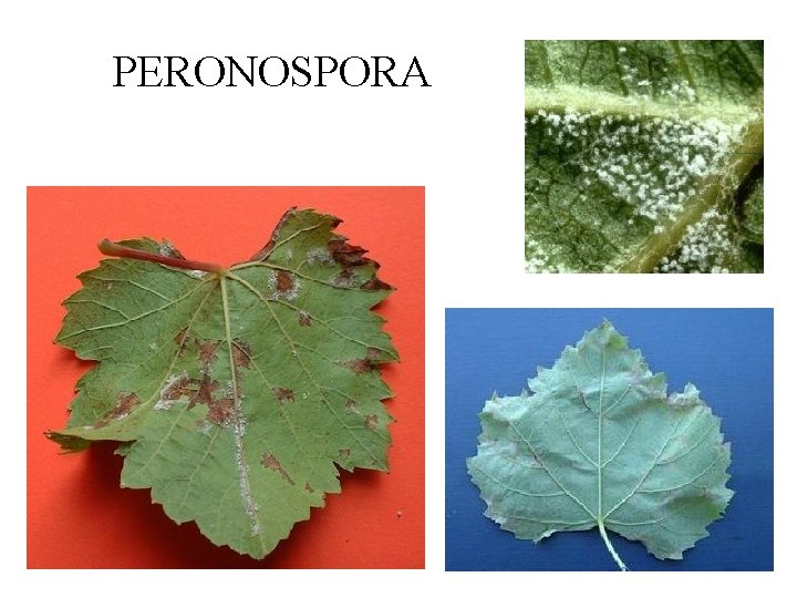 PERONOSPORA 