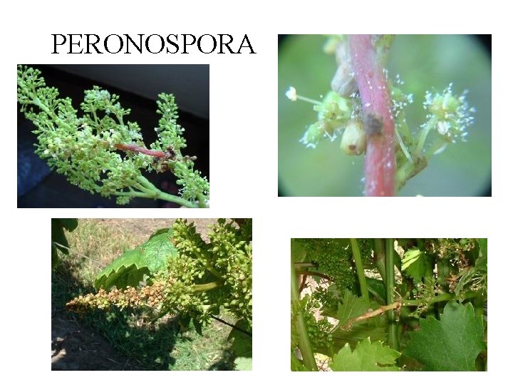 PERONOSPORA 