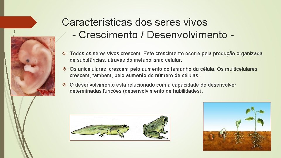 Características dos seres vivos - Crescimento / Desenvolvimento Todos os seres vivos crescem. Este