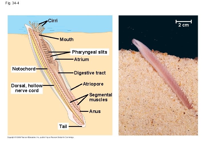 Fig. 34 -4 Cirri 2 cm Mouth Pharyngeal slits Atrium Notochord Digestive tract Atriopore