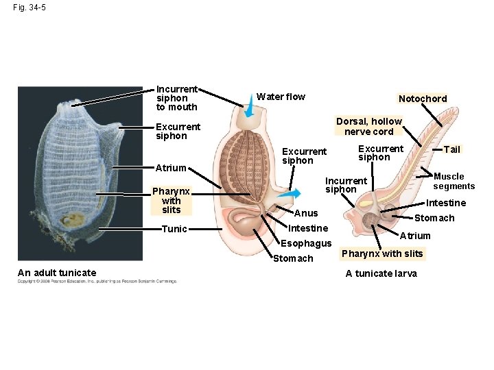 Fig. 34 -5 Incurrent siphon to mouth Water flow Notochord Dorsal, hollow nerve cord